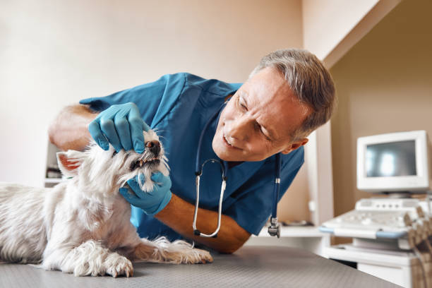 Best Emergency Dental Services for Seniors in Nokesville, VA